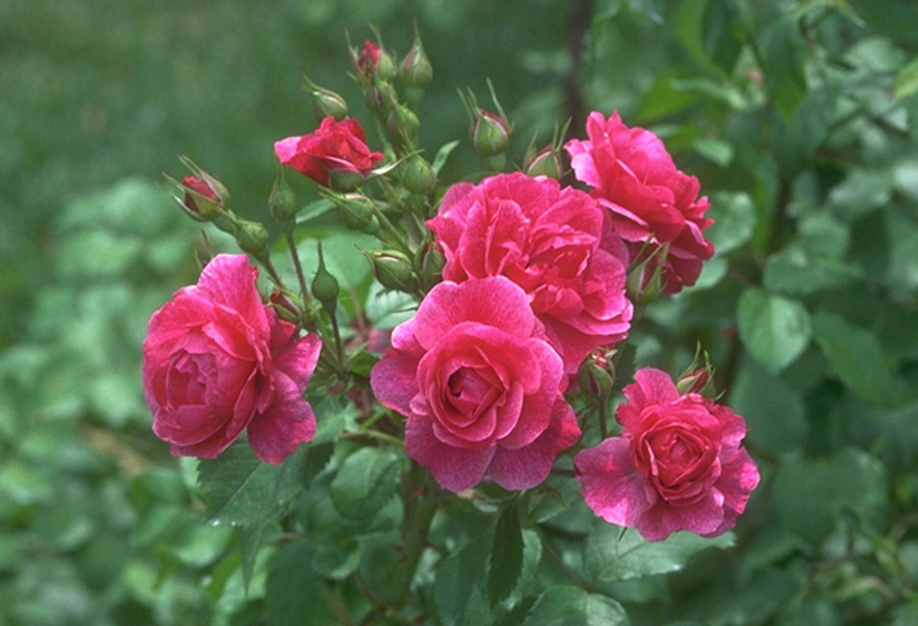 Rose (143).jpg
