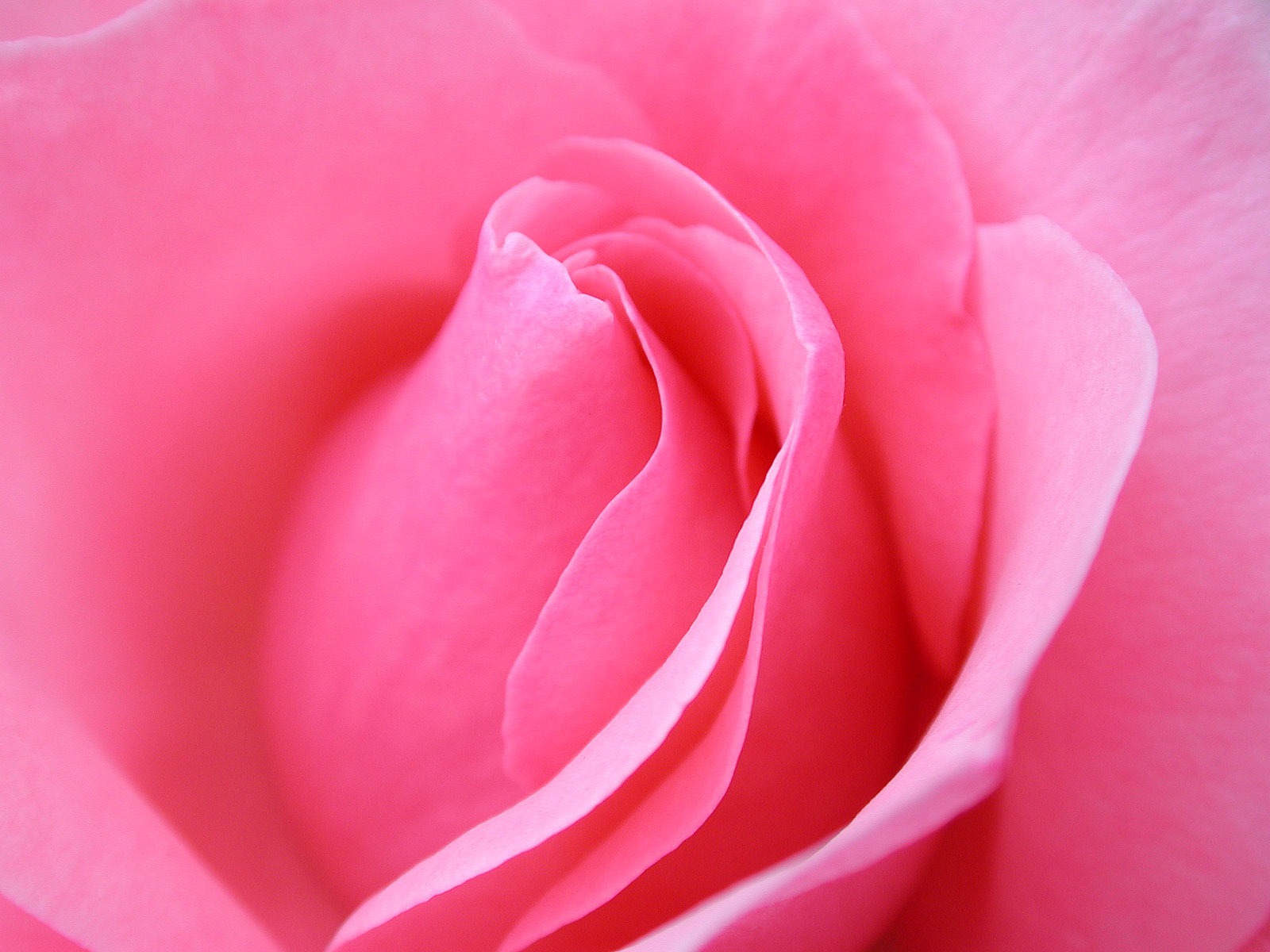 Rose (2).jpg